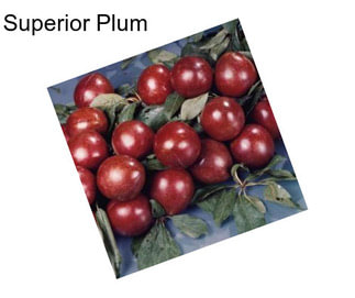 Superior Plum