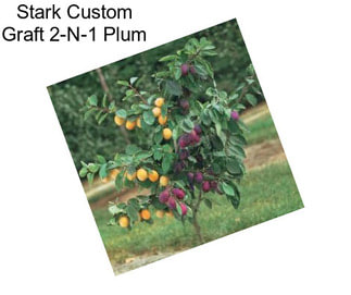 Stark Custom Graft 2-N-1 Plum