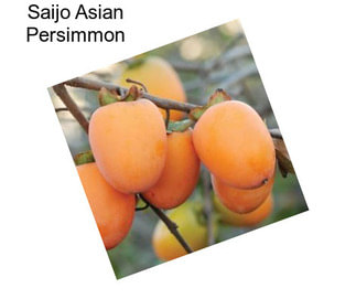 Saijo Asian Persimmon