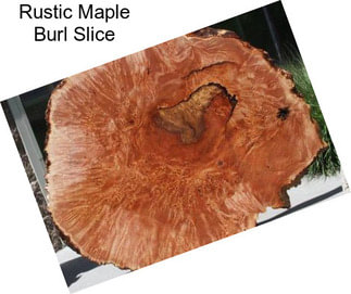 Rustic Maple Burl Slice