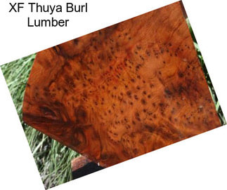 XF Thuya Burl Lumber