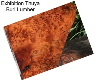 Exhibition Thuya Burl Lumber