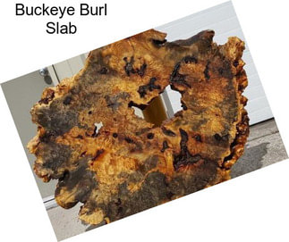 Buckeye Burl Slab