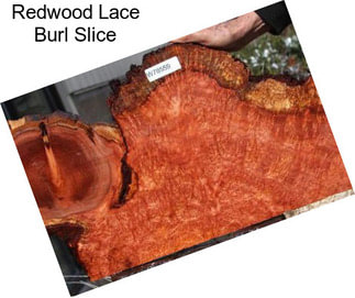 Redwood Lace Burl Slice