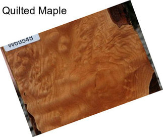 Quilted Maple