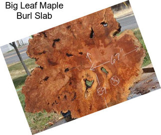 Big Leaf Maple Burl Slab