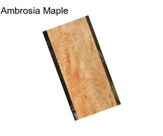 Ambrosia Maple