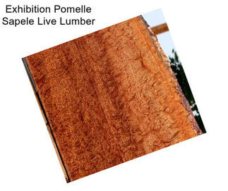 Exhibition Pomelle Sapele Live Lumber