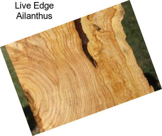 Live Edge Ailanthus