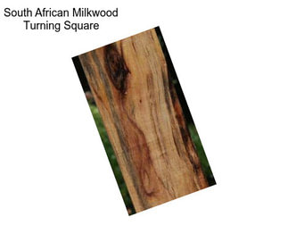 South African Milkwood Turning Square