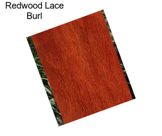 Redwood Lace Burl