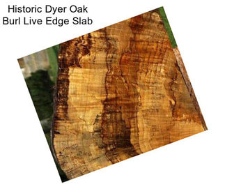Historic Dyer Oak Burl Live Edge Slab