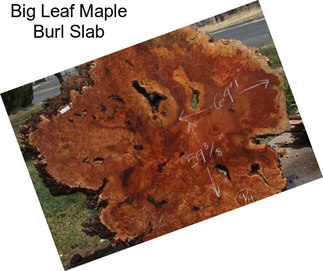 Big Leaf Maple Burl Slab