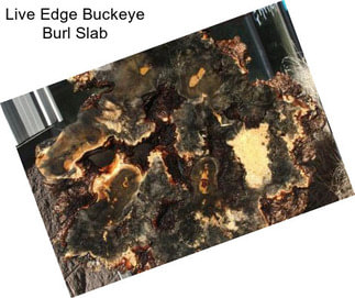 Live Edge Buckeye Burl Slab