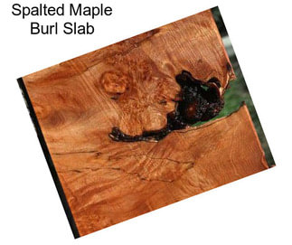 Spalted Maple Burl Slab