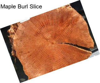 Maple Burl Slice