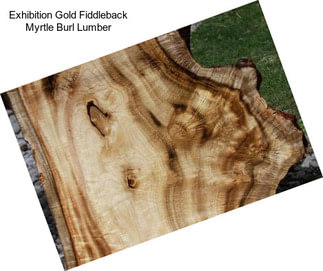 Exhibition Gold Fiddleback Myrtle Burl Lumber