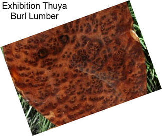 Exhibition Thuya Burl Lumber
