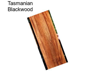 Tasmanian Blackwood