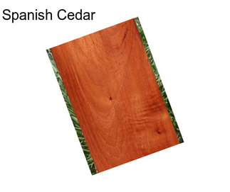 Spanish Cedar