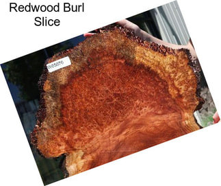 Redwood Burl Slice
