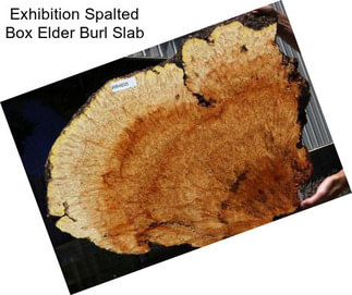 Exhibition Spalted Box Elder Burl Slab
