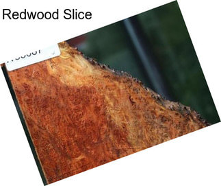 Redwood Slice