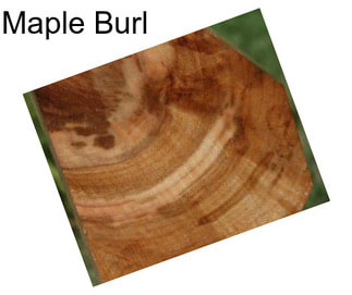 Maple Burl