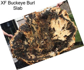 XF Buckeye Burl Slab