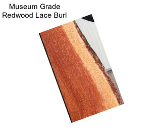 Museum Grade Redwood Lace Burl