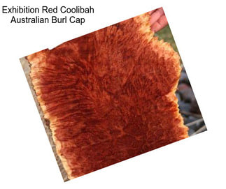 Exhibition Red Coolibah Australian Burl Cap
