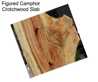 Figured Camphor Crotchwood Slab