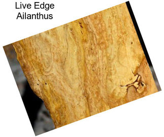 Live Edge Ailanthus