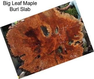 Big Leaf Maple Burl Slab