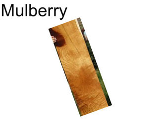 Mulberry