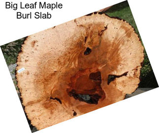 Big Leaf Maple Burl Slab