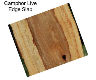 Camphor Live Edge Slab