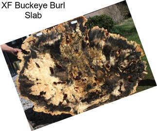 XF Buckeye Burl Slab