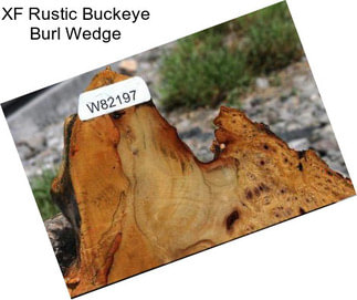 XF Rustic Buckeye Burl Wedge