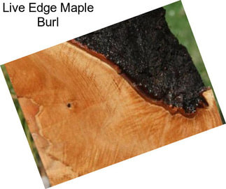 Live Edge Maple Burl