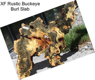 XF Rustic Buckeye Burl Slab