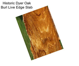 Historic Dyer Oak Burl Live Edge Slab