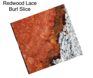 Redwood Lace Burl Slice