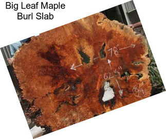 Big Leaf Maple Burl Slab