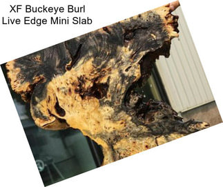 XF Buckeye Burl Live Edge Mini Slab