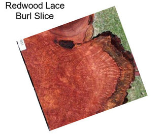 Redwood Lace Burl Slice