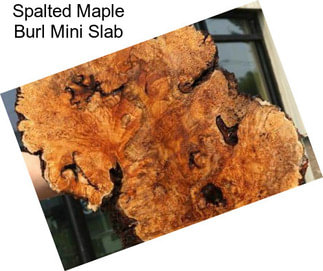 Spalted Maple Burl Mini Slab