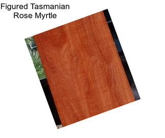 Figured Tasmanian Rose Myrtle