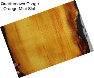 Quartersawn Osage Orange Mini Slab