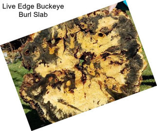 Live Edge Buckeye Burl Slab